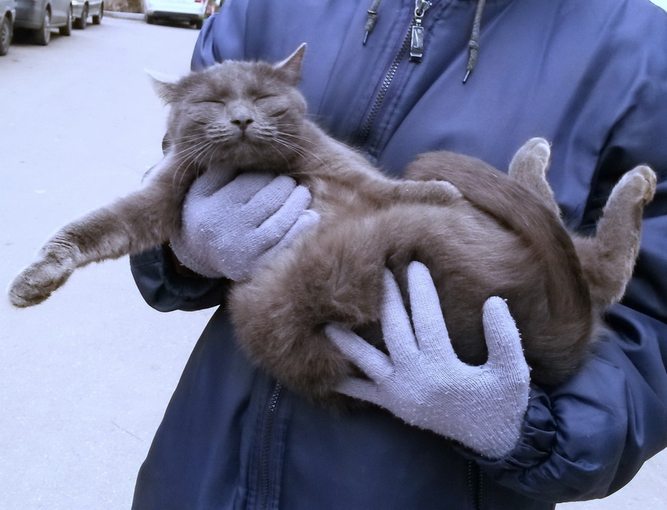 Отдам даром: Голубая Шеба - в дар