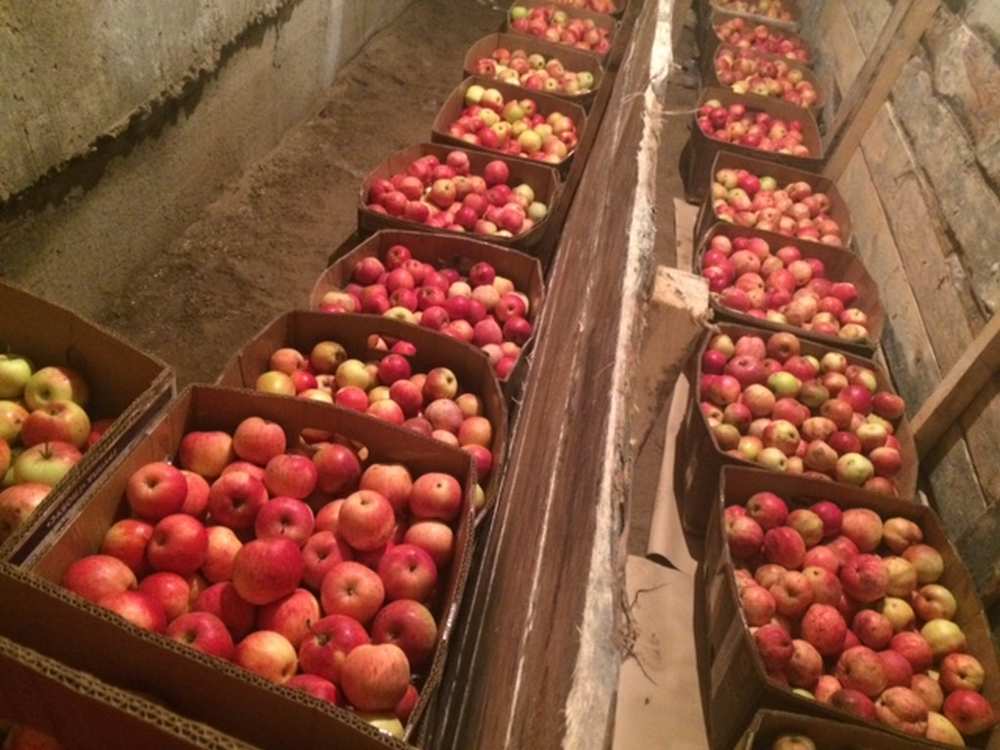Продам: Продаю яблоки зимних сортов (Голден, Сем