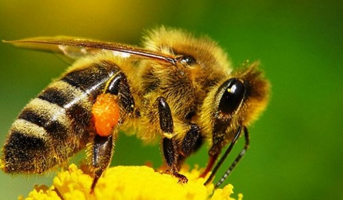 Продам: Пчелопакеты Карпатка