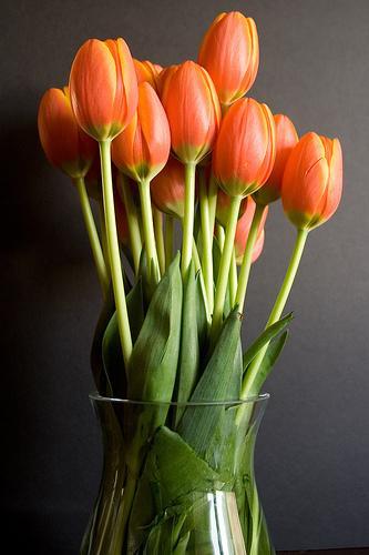 Продам: Тюльпаны оптом Новосибирск производитель
