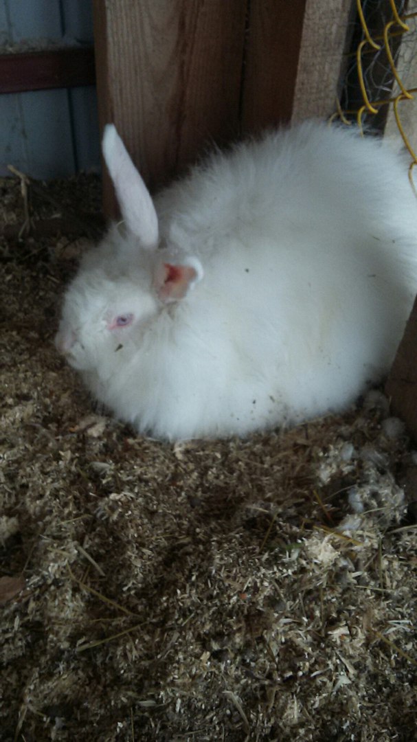 Продам: Кролик Ангорской пуховой породы