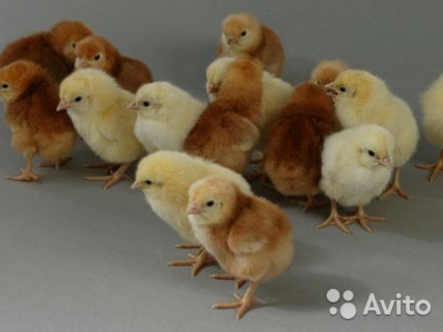Продам: Цыплята(инкубационные) суточные, недельн