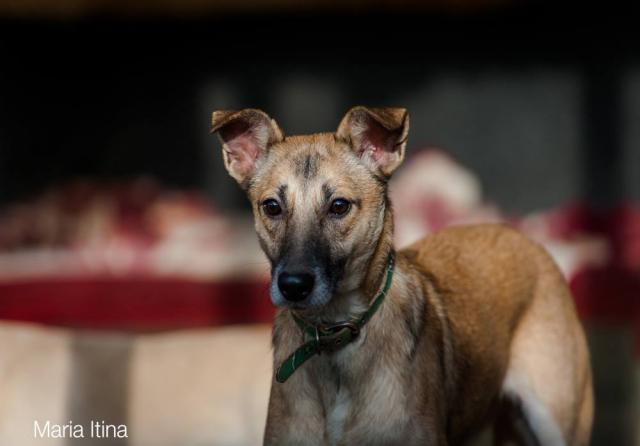Отдам даром: Молодая собака метис бельгийской овчарки