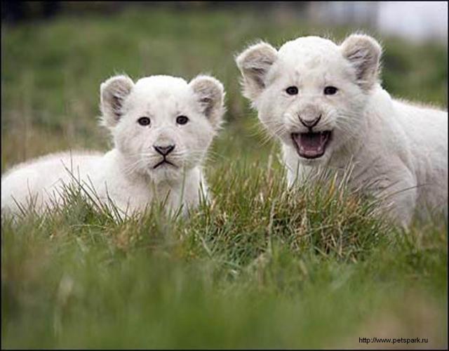 Продам: Есть в продаже белый лев, львенок