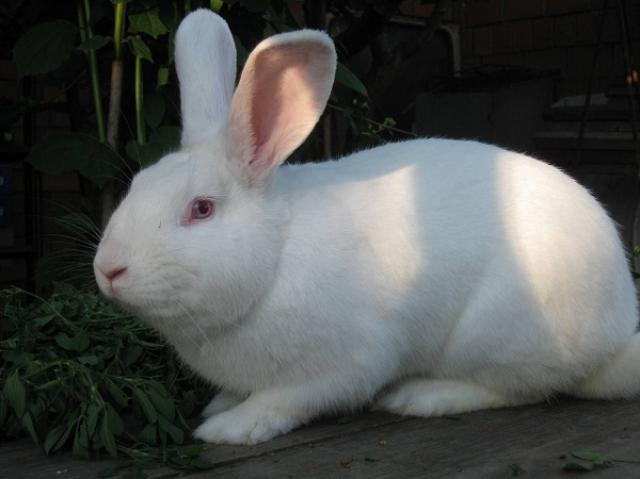 Продам: Кролики мясное направление, порода белый