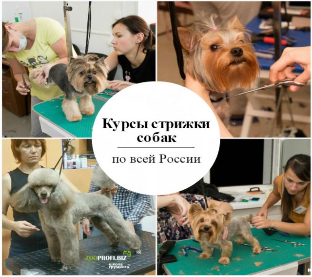 Предложение: Обучение стрижке собак в Саратове