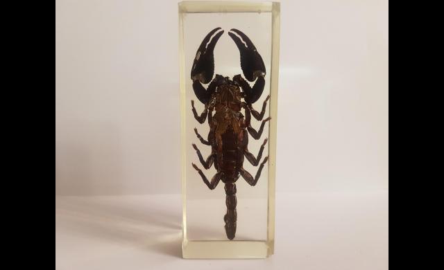 Продам: Настоящий скорпион