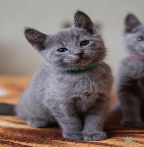 Продам: Роскошные Русские Голубые котята