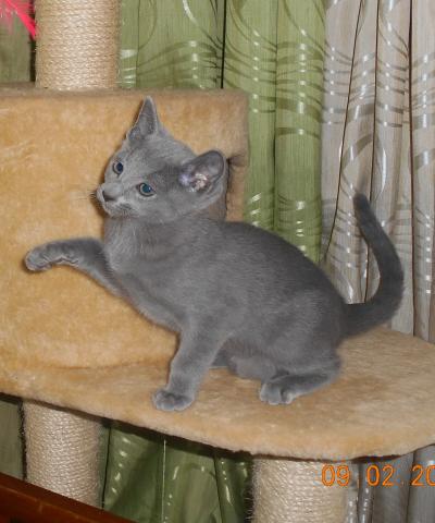Продам: котенок русской голубой
