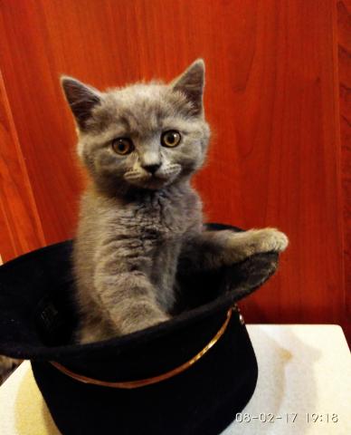 Продам: Британские котята с родословной