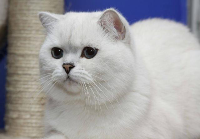 Продам: Британские плюшевые котята шиншиллы-поин