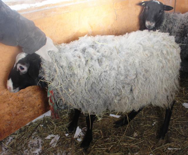 Продам: овцы романовской породы