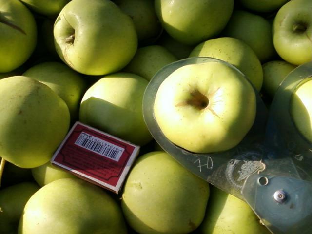 Продам: Плодоносящий яблоневый сад 