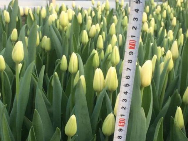 Продам: Тюльпаны к 8 марта оптом