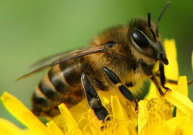 Продам: Пчелы, пчелопакеты, пчелосемьи, отводки