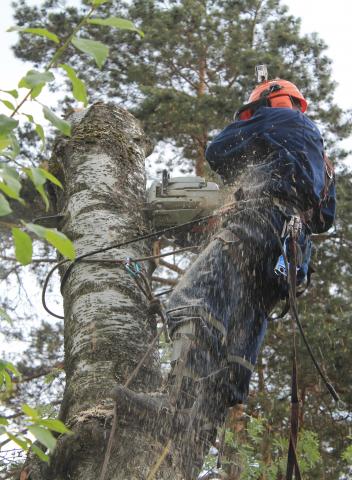 Предложение: Спилить деревья в Подольском районе