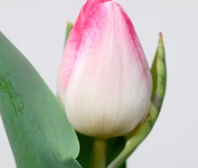 Продам: Голландские тюльпаны