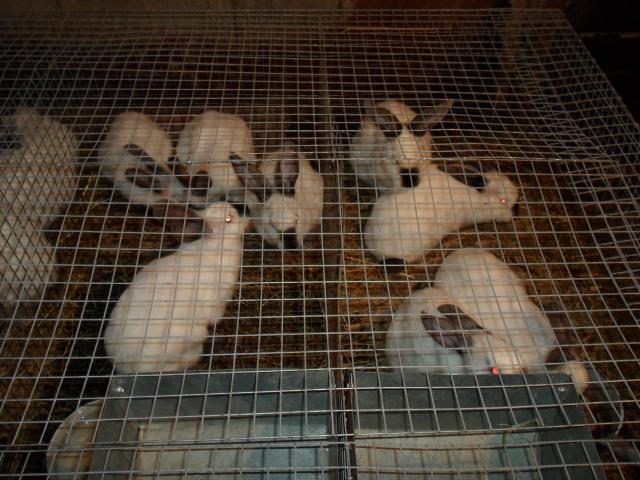 Продам: Калифорнийских кроликов