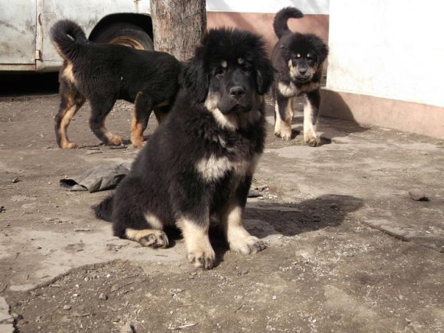 Продам: Прекрасные щенки тибетского мастифа