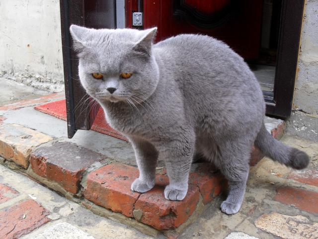 Продам: Британские плюшевые котятки
