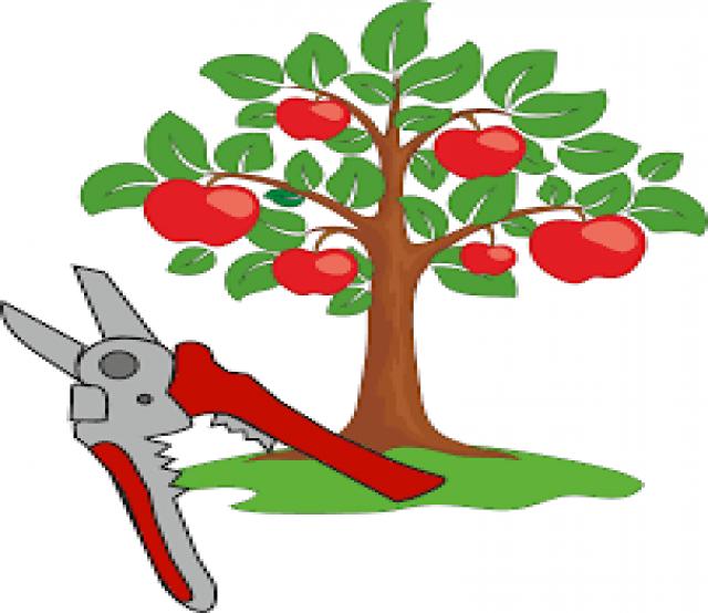 Предложение: Обрезка (кронирование) плодовых деревьев