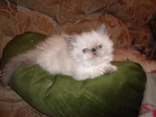 Продам: Шикарных персидских котят блю-крем пойнт