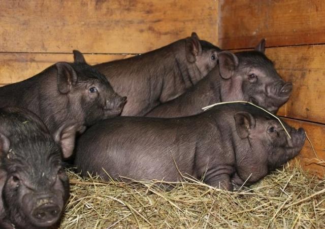 Продам: Свинки вьетнамские-вислобрюхие 