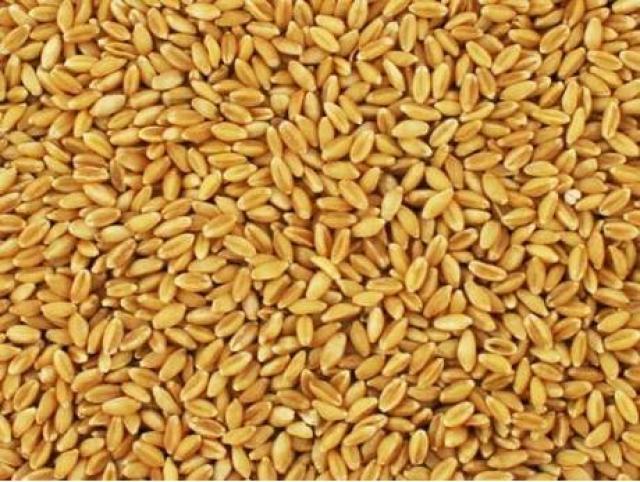 Продам: Пшеницу с хозяйства