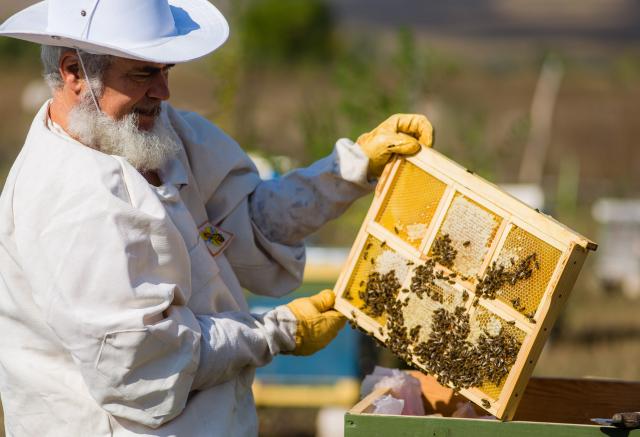 Продам: Пыльцу пчелиную