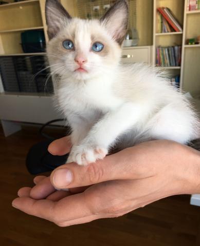 Продам: Котенок девочка, 2 месяца