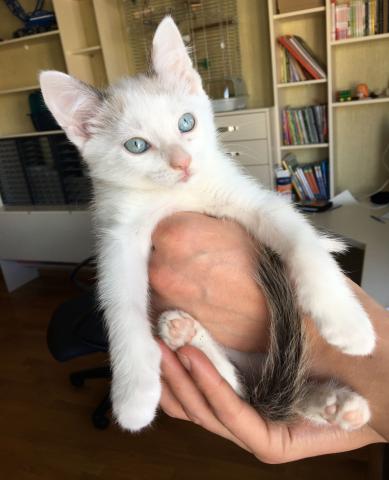 Продам: Котенок девочка, 2 месяца