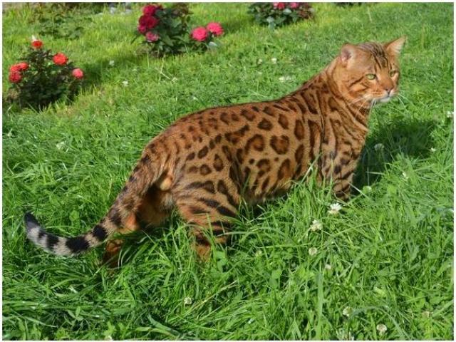 Продам: Роскошные бенгальские котята