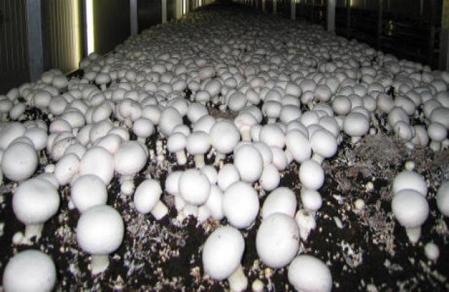 Продам: Семена шампиньонов на 300 кг грибов!