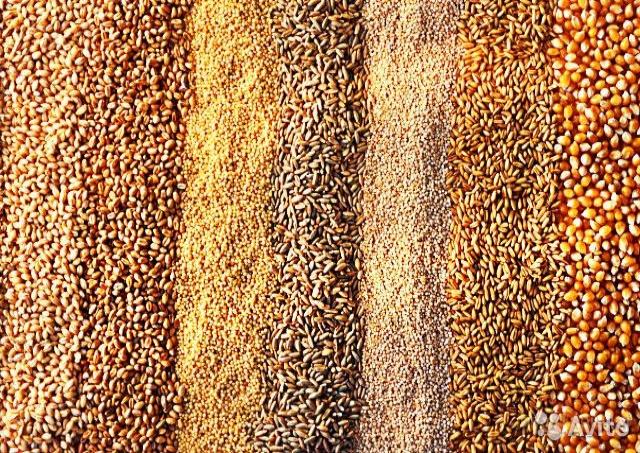 Продам: Фуражное и кормовое зерно