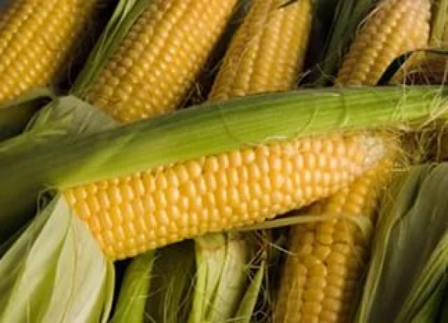 Продам: Кукуруза