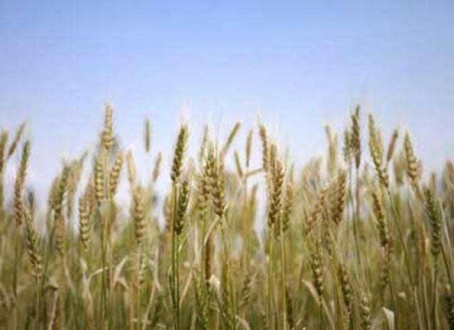 Продам: Пшеница яровая твердая