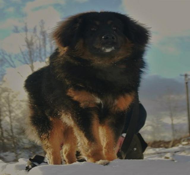 Продам: Щенки Банхара (Золотая собака Чингисxана