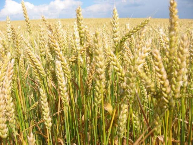 Продам: Пшеница яровая мягкая