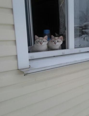 Отдам даром: Молодые котики-близнецы ищут дом