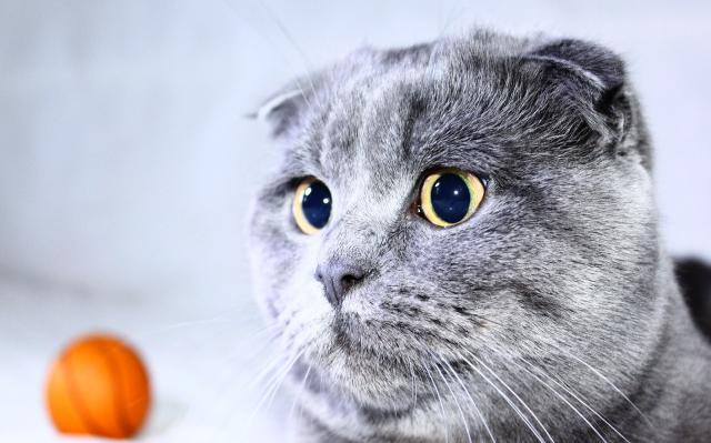 Предложение: Шотландский вислоухий кот ищет кошечку 
