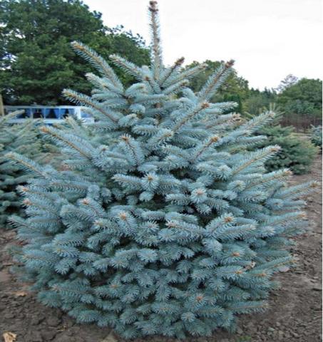 Продам: Ель голубая Picea Pungens Glauca