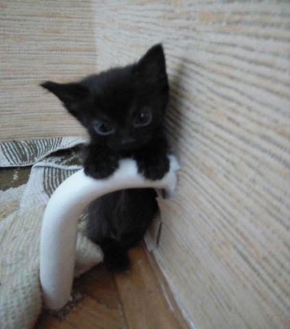 Продам: Черный котенок