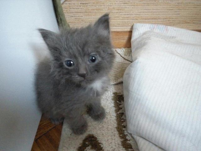 Отдам даром: Дымчатый серый котенок с голубыми глазам