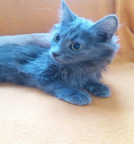 Отдам даром: Голубая пушистая ласковая девочка-котено
