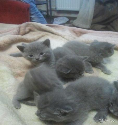 Продам: русские голубые котятки,родились 8 марта