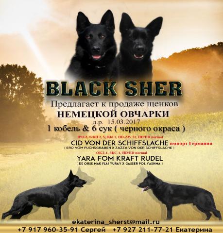 Продам: Чёрные щенки немецкой овчарки