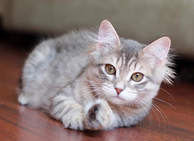 Продам: Сибирские котята из питомника