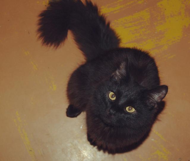 Отдам даром: отдам черного кота в Самаре бесплатно