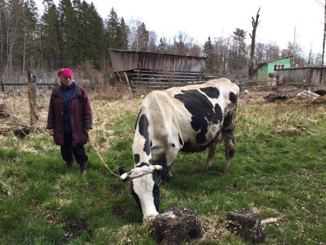 Продам: Продаю породистую корову (30л.молока/ден