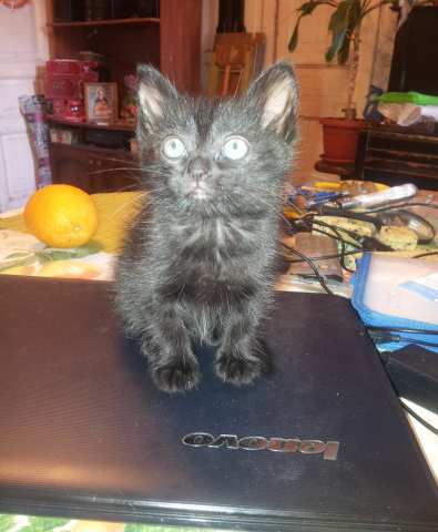 Отдам даром: Черный пушистый котенок
